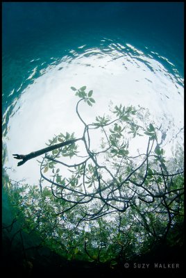 Snells branches