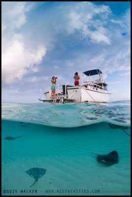 Stingrays under the boat