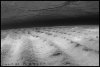 Sand dunes b&w