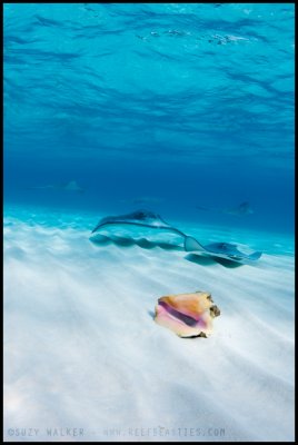 Stingrays and shell
