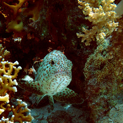 Spotted Grouper