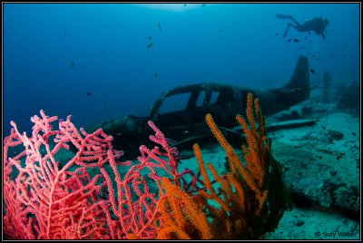 Plane wreck with coral