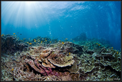 Breathing reef
