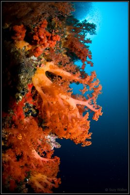 bright orange soft coral