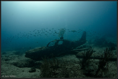 Plane wreck with fish