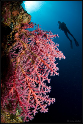 w/a pink soft coral and mike