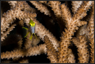 little yellow fish hiding in the staghorn