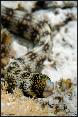 Clouded Moray free swimming