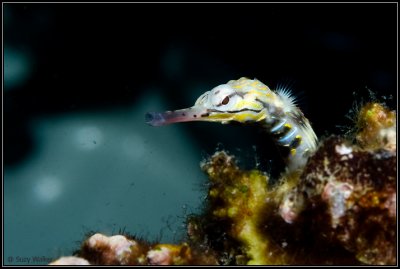 pipefish face