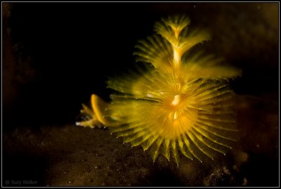 Yellow xmas tree worm