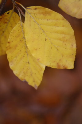 seasons