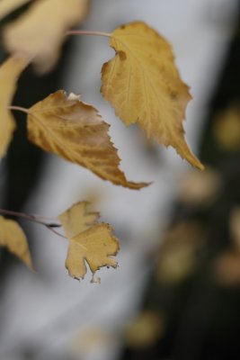 seasons