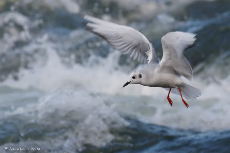 Mouette de Bonaparte -- _E0K2500 -- Bonapartes Gull