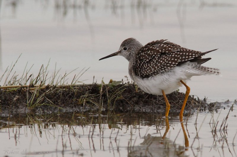 Petit Chevalier -- _E0K4713 -- Lesser Yellowlegs