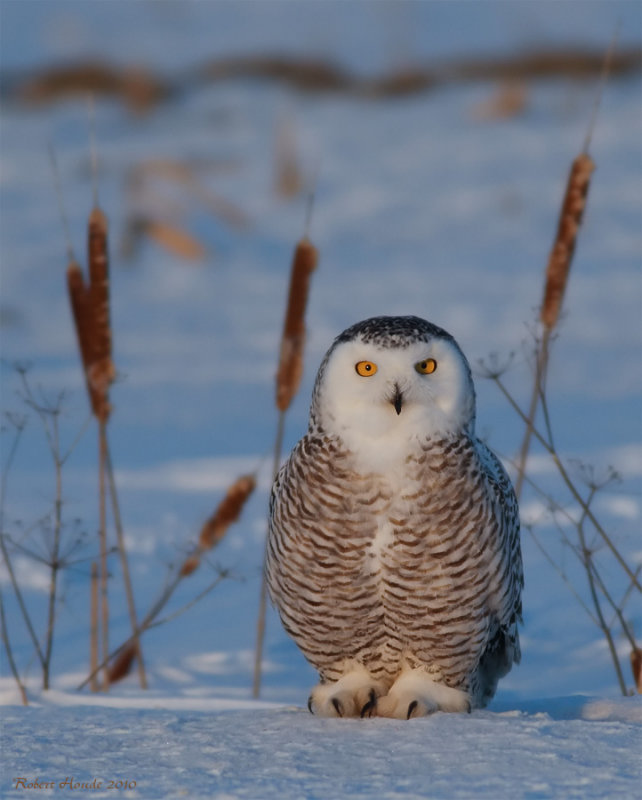Harfang des neiges -- _E0K3475 -- Snowy Owl