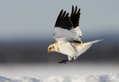 Bruant des neiges -- _E0K9885 -- Snow Bunting