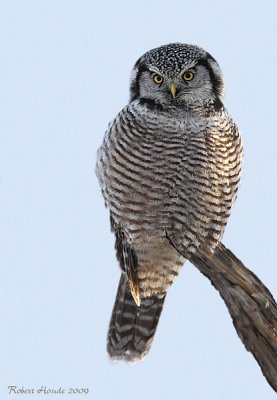 Chouette pervire -- _E0K0198 -- Northern Hawk Owl