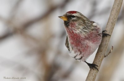 Sizerin flamm -- _MG_5386 -- Common Redpoll