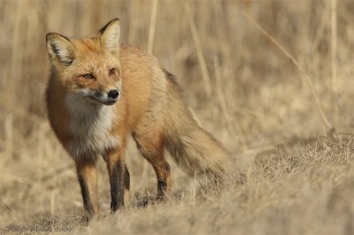 Renard roux -- _E0K1095 -- Red Fox