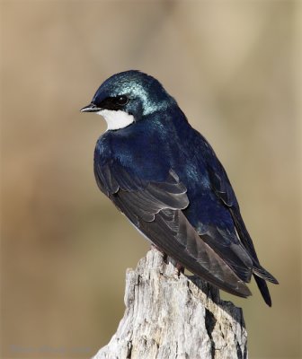 Hirondelle bicolore - _E0K2872 - Tree Swallow