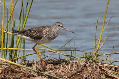 Grand chevalier -- Greater Yellowlegs