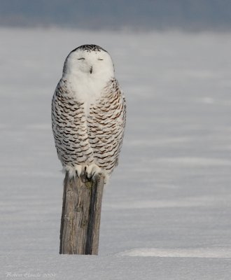 Harfang des neiges -- _MG_4884 -- Snowy Owl