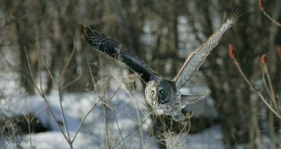 Chouette lapone -- _Z0U0544 -- Great Gray Owl