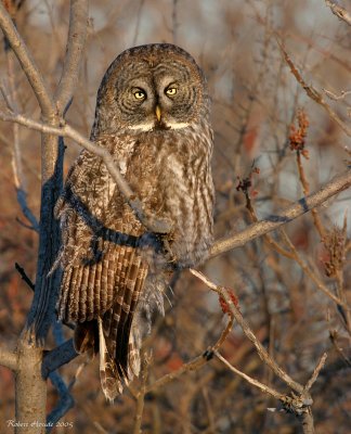 Chouette lapone -- 229_2985 -- Great Gray Owl