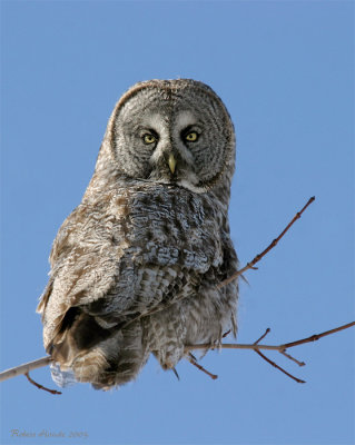 Chouette lapone --  224_2400 -- Great Gray Owl
