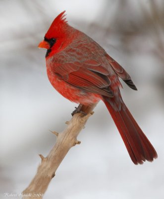 Cardinal rouge - _E0K3140 - Northern Cardinal