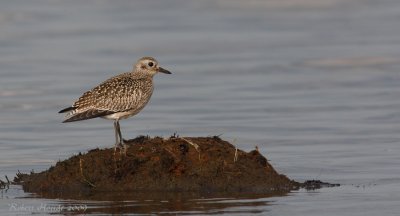 Pluvier argent -- _E0K4685 -- Black-bellied Plover