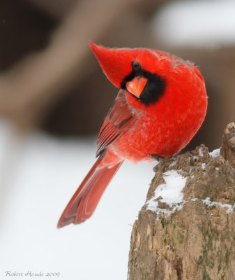 Cardinal rouge -- _E0K2955 -- Northern Cardinal