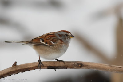 Bruant hudsonien -- _E0K2838 -- American Tree Sparrow