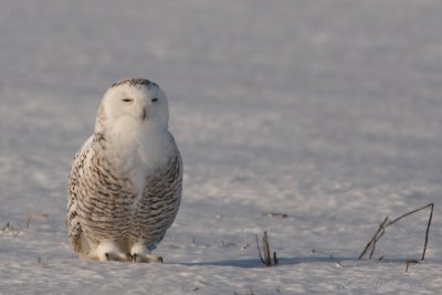 Harfang des neiges -- _E0K3237 -- Snowy Owl