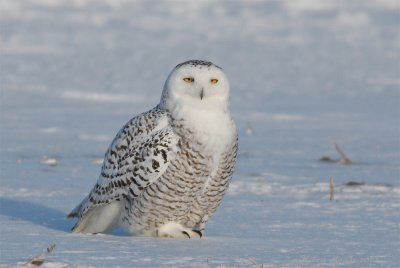 Harfang des neiges -- _E0K3321 -- Snowy Owl