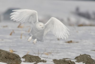  Harfang des neiges mle - _E0K3617 - Male Snowy Owl