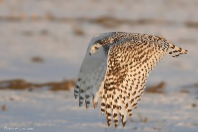 Harfang des neiges -- _E0K3513 -- Snowy Owl