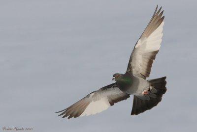 Pigeon biset -- Rock Dove -- _E0K4007