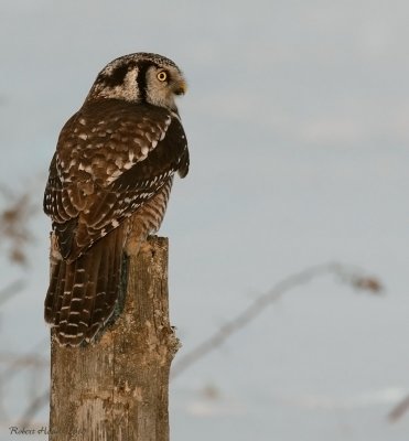 Chouette épervière -- Northern Hawk Owl