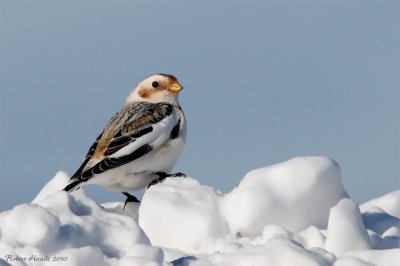 Bruant des neiges - _E0K3713 - Snow Bunting