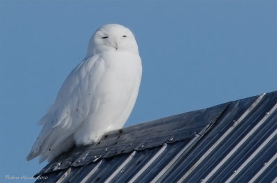 Harfang des neiges -- _E0K3689 -- Snowy Owl