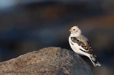 Bruant des neiges - _E0K5397 - Snow Bunting