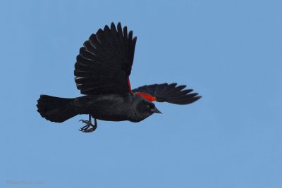 Carouge  paulettes -- _MG_7991 -- Red-winged Blackbird
