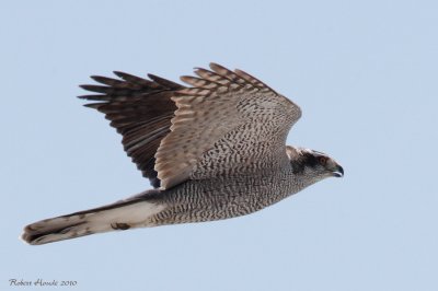 Autour des palombes -- _E0K6535 -- Northern Goshawk