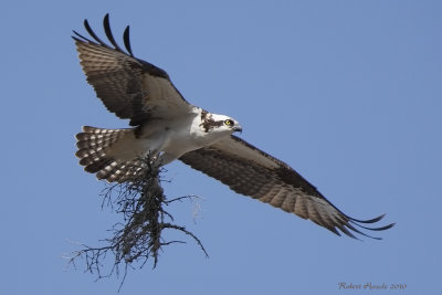 Balbuzard -- _E0K7640 -- Osprey