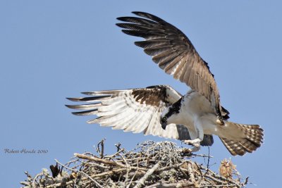 Balbuzard -- _E0K9762 -- Osprey