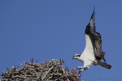 Balbuzard -- _E0K9892 -- Osprey 