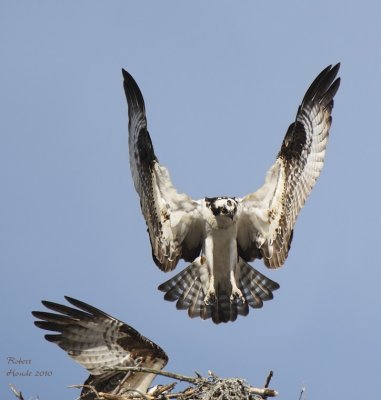 Balbuzard -- _E0K0169 -- Osprey