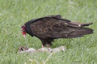 Urubu  tte rouge -- _E0K0873 -- Turkey Vulture