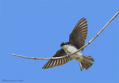 Hirondelle bicolore -- _E0K6240 -- Tree Swallow